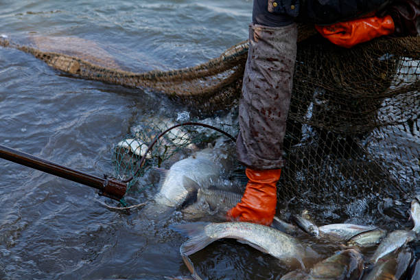 istock The fish in the water fishing nets 2246790444