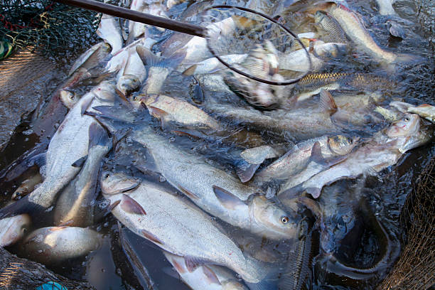 istock The fish in the water fishing nets 2246790483