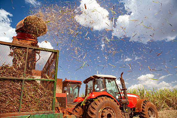 Sugar cane plantations are wide spread in the state of Sao Paulo like this one in Santa rita de Passacuatro