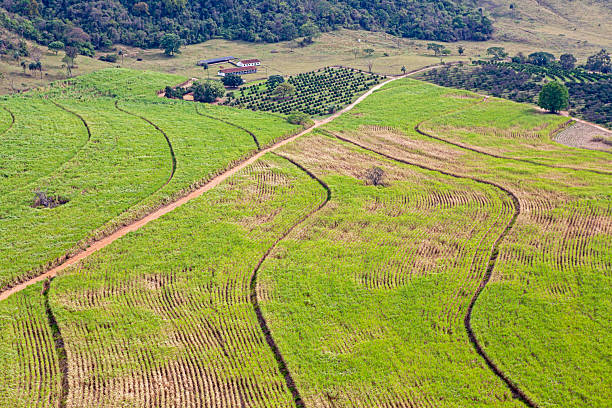 istock Early Growing Sugarcane Plantations seen from the air 2246792076