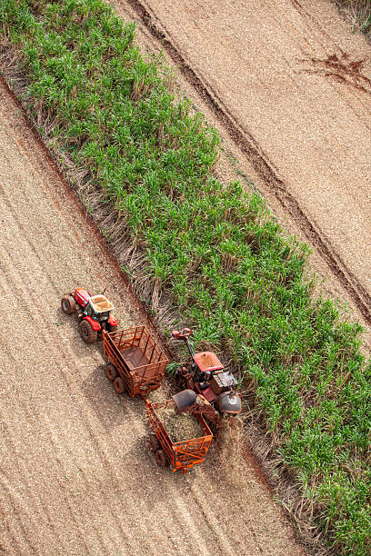 Harvesting machine working in sugar cane field on the farm in Brazil