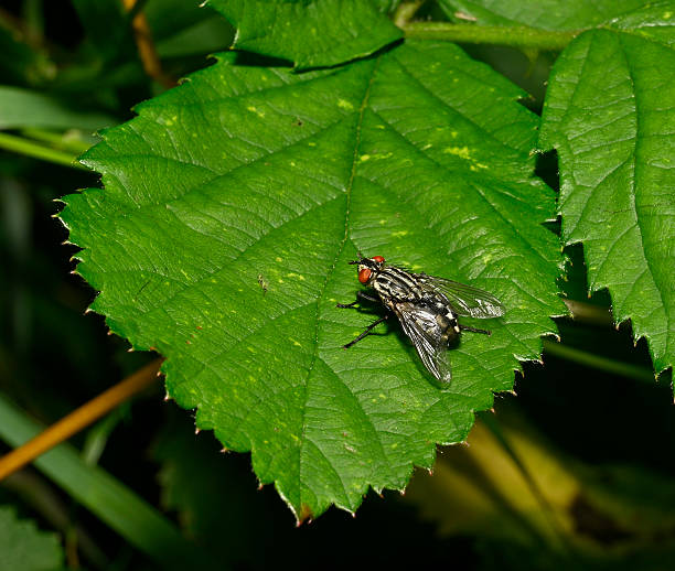 A dorsal view of a Flesh fly, Sarcophaga carnaria, resting on a bramble leaf. Close-up and well focussed.