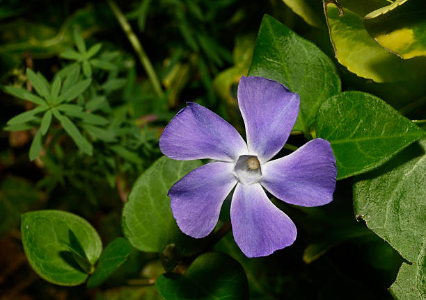 A purple Greater periwinkle flower taken against a natural green background. Close-up, delicate and well focussed.