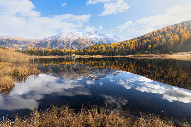 A breathtaking autumn panorama of Lej de Staz in the Engadin region, where golden larch forests glow under the brilliant midday sun. Snow-dusted mountain peaks rise in the background, perfectly mirrored in the still, glass-like lake. The warm tones of the dry grass in the foreground contrast beautifully with the crisp blue sky scattered with soft clouds. The scene captures the serene magic of the alpine fall season, blending tranquility, vibrant color, and untouched natural beauty.