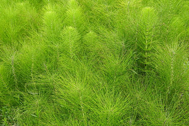 Close-up view of dense equisetum plants creating a lush, vibrant green backdrop, showcasing intricate textures and patterns of nature