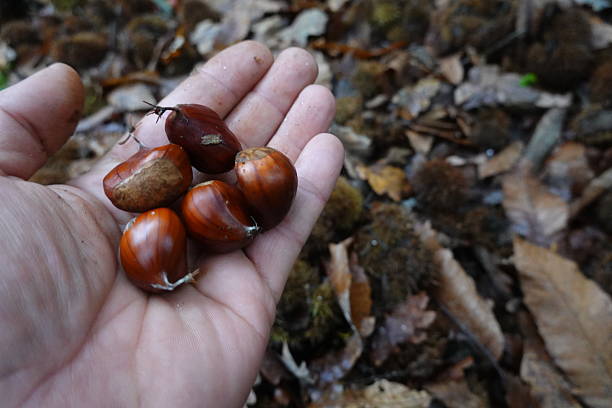 istock Hand holding fresh chestnuts in autumn forest 2246794199