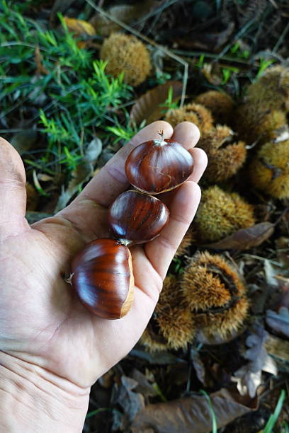 istock Hand holding raw chestnuts during autumn harvest 2246794209