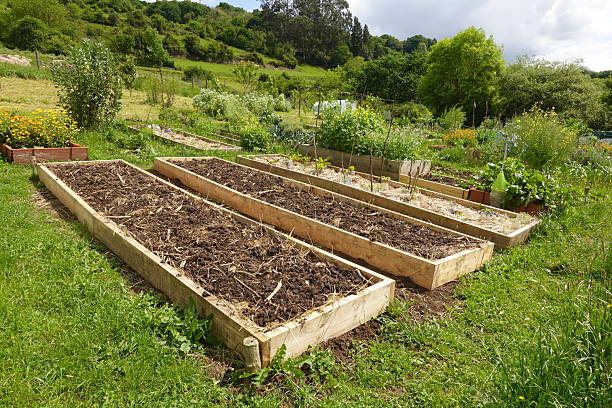 istock Raised beds containing compost and soil improving growing conditions in allotment garden 2246794502
