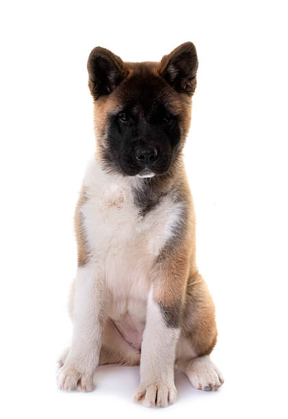istock amerikan akita in studio 2246795490
