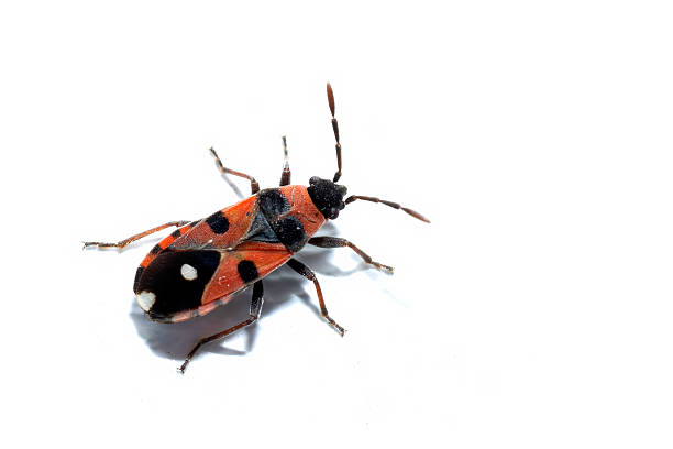 Lygaeus Equestris Close-up on White Background Showing Warning Colors