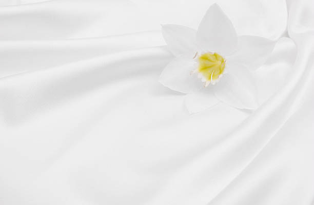 An Easter Lily on a solid off-white background.