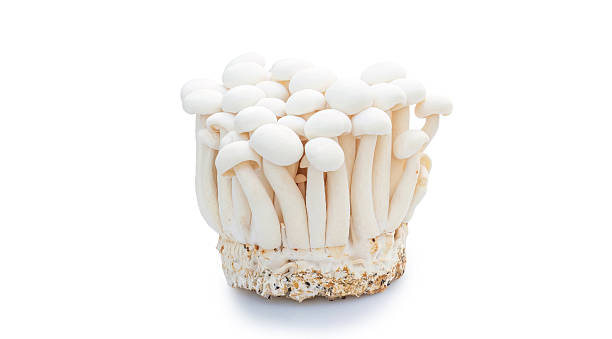 istock White Shimeji mushroom on a white background. 2246795836