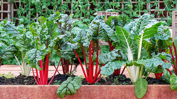 Swiss chard vegetable plant in a garden.