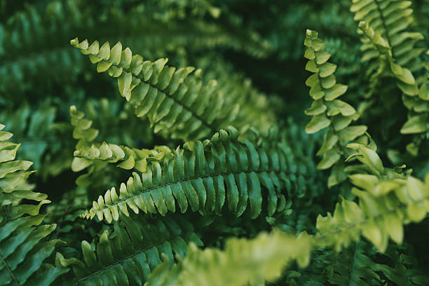 istock Lush Green Fern Fronds with Intricate Texture 2246797616