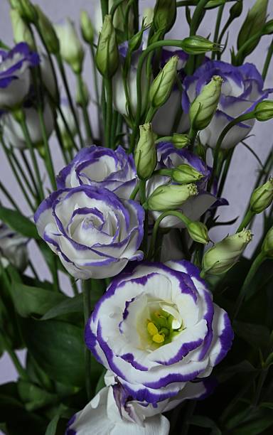 istock White and purple eustoma flowers in close-up 2246798400