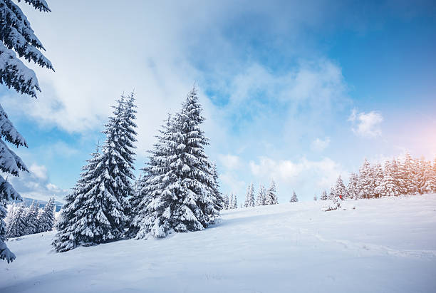 istock Perfect winter landscape with covered snow trees. 2246798570