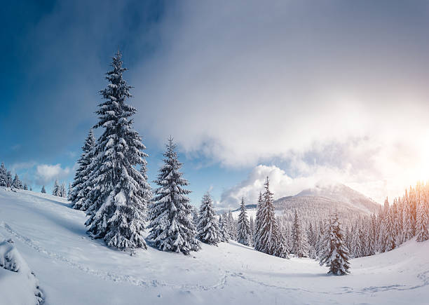 istock Perfect winter landscape with covered snow trees. 2246798575