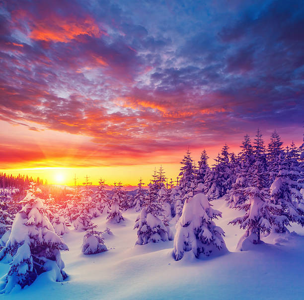 istock Perfect evening winter landscape with spruce trees. 2246798641