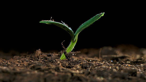 istock Growing green seedling emerges from dark soil in early morning light 2246798921