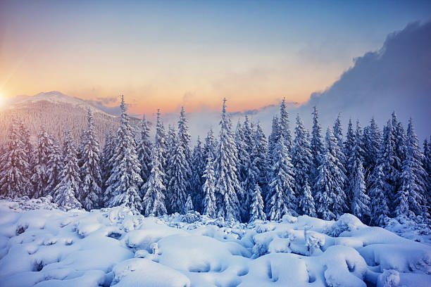 istock Awesome winter landscape with spruces covered in snow. 2246798944