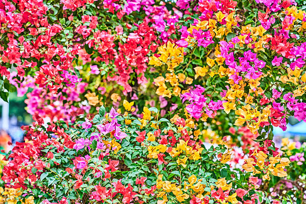 Background - Wall of flowers
