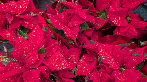 istock Red poinsettia (Euphorbia pulcherrima) mix in wide-angle format as a background image 2246799173