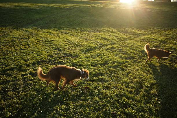 Two dogs, possibly Australian Shepherds, walk through a sun-drenched green field during sunset. One dog sniffs the grass while the other walks away, bathed in warm golden light. in Kempten