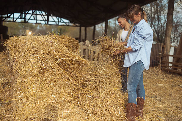 Woman and man work together in a barn on a sheep farm, handling hay bales. Woman wears a light blue shirt and boots, man in a beige jacket leaning on a pitchfork nearby during daytime
