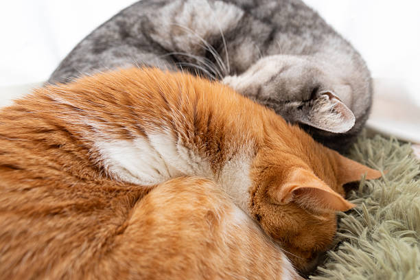 istock Two cute cats relaxing by the window 2246800948