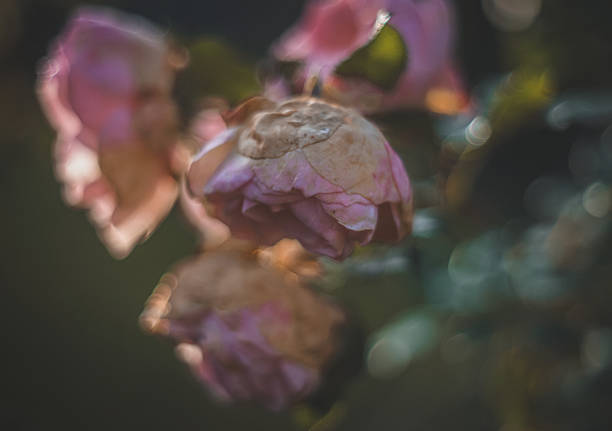 Old fashioned english roses with romantic bokeh and romantic bokeh photographed in the old cottage garden.