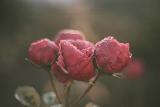 just a photo