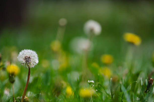 istock Dandelion seed head on blurred green background 2246802102