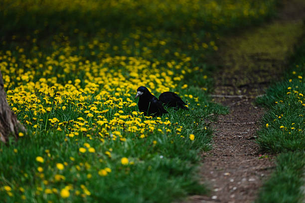 A black bird rests on the edge of a path surrounded by bright yellow dandelions. The contrast between the dark feathers and vivid flowers creates a peaceful springtime scene rich with natural texture and color.