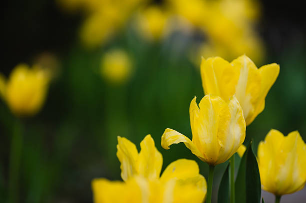 Bright yellow tulips bloom gracefully against a dark green background. The vibrant petals and soft lighting emphasize the elegance and simplicity of springtime flowers in a peaceful garden setting.