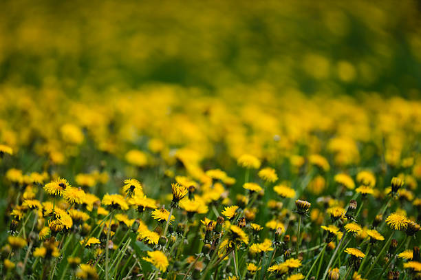 A vibrant field filled with yellow dandelions in full bloom under natural sunlight. The soft focus background creates a dreamy atmosphere, emphasizing the abundance and cheerful energy of springtime nature.