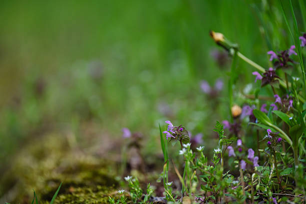 A small purple wildflower stands out amid lush green grass and foliage. The shallow depth of field highlights the delicate details of the petals while creating a soft, natural background that evokes springtime tranquility.