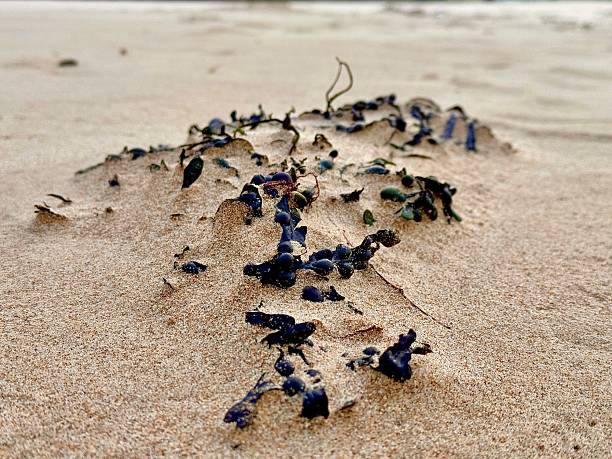 Seaweed on a beach which has been covered with sand at Blyth in Northumberland