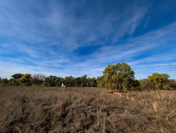 Wide open space showcases tall golden grass swaying gently. A few scattered trees stand against a vibrant blue sky, creating a calm and peaceful scene outdoors.
