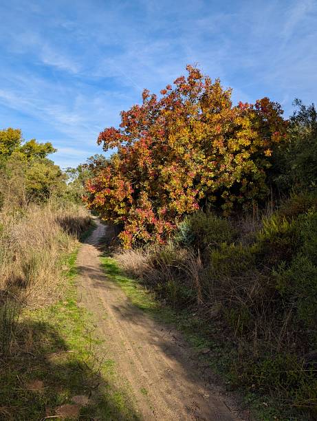 istock Scenic autumn pathway lined with colorful trees under blue sky in serene natural setting 2246803599