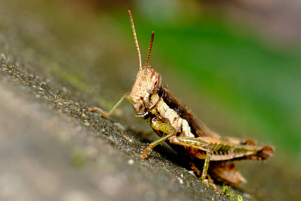 Detailed macro shot of a brown grasshopper's head and compound eyes. The insect is resting on a textured rock surface with a soft green bokeh background
