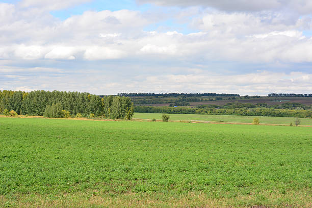 istock Vast Green Fields Leading to a Forested Horizon on a Cloudy Day 2246806574