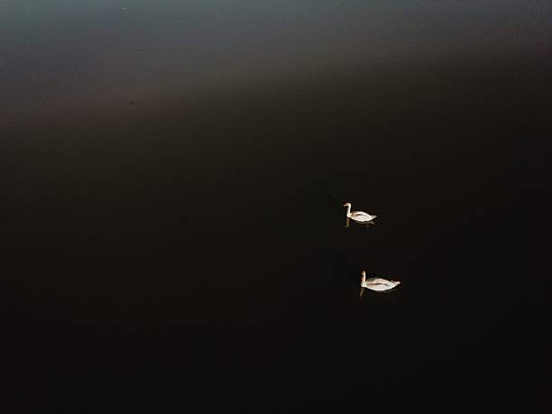 Minimal aerial view of two white swans swimming on dark, calm water with clear reflections and large negative space. Elegant, peaceful nature background with copy space for text or design.