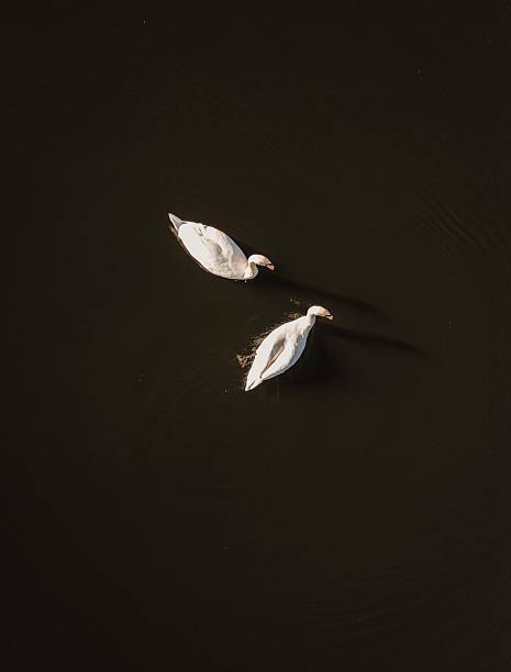 istock Two swans swimming on dark water with reflections – minimal aerial view 2246806692