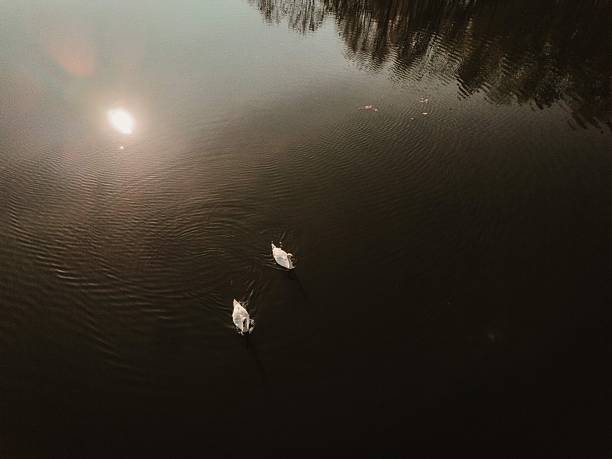 Minimal aerial view of two white swans swimming on dark, calm water with clear reflections and large negative space. Elegant, peaceful nature background with copy space for text or design.