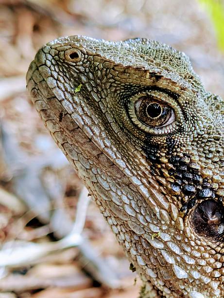 istock Macro close up of eastern water dragon eye 2246807479