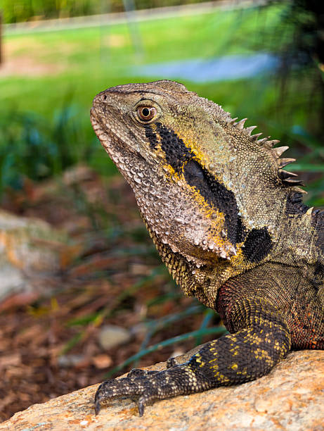 istock Australian eastern water dragon profile on rock 2246807676