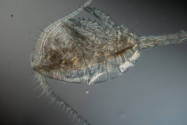 istock Small crabs as sea plankton like krill 2246807904