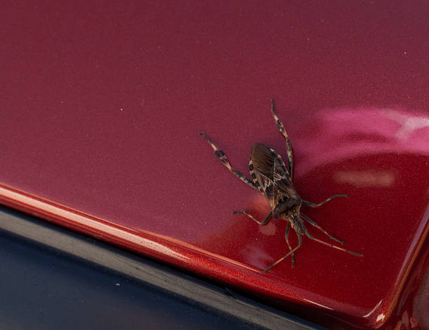 istock Brown insect resting on glossy red car surface 2246808173