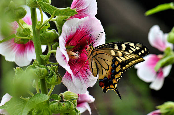 A swallowtail butterfly is sucking nectar from hollyhock flower. A swallowtail butterfly (Papilionidae family) with yellow and black patterning feeds on a pink and white hollyhock flower (Alcea rosea). The vibrant petals have deep pink center, contrasting with the butterfly's wings. The scene is surrounded by green foliage, highlighting the natural beauty and interaction between the insect and the flower.