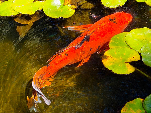 Carp Catfish Eating Food on Surface of Water Lake Powell - Fish swirling around eating food at surface level in Bullfrog Marina, Lake Powell, Utah, USA.